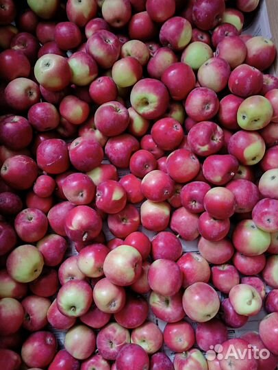 Яблоки домашние