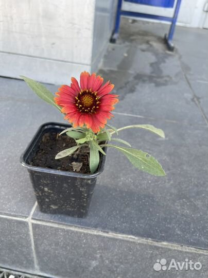 Гайлярдия бордюрная