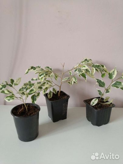 Фикус бенджамина