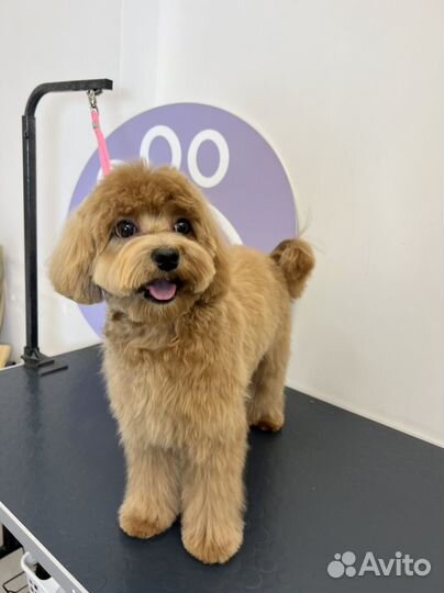 Бесплатная стрижка собаки, модель на груминг