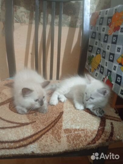 Котята в добрые руки бесплатно