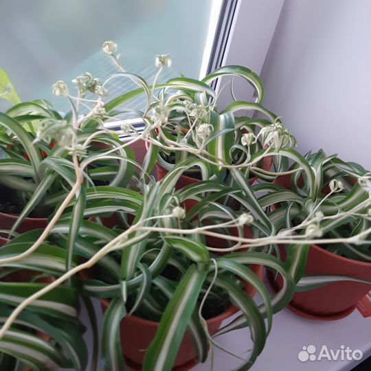 Садовые и комнатные цветы