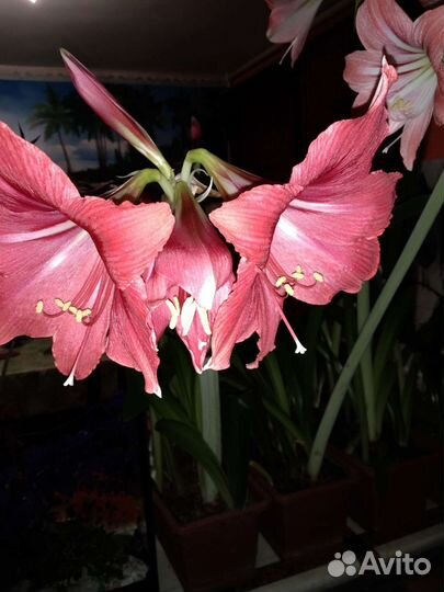 Гиппиаструм