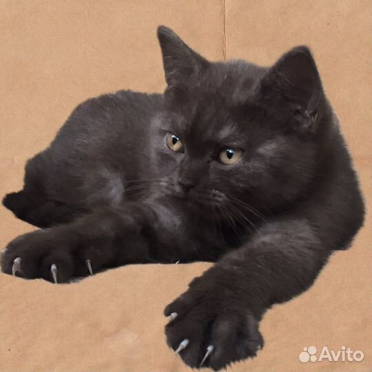 Породные школадные котята британцы