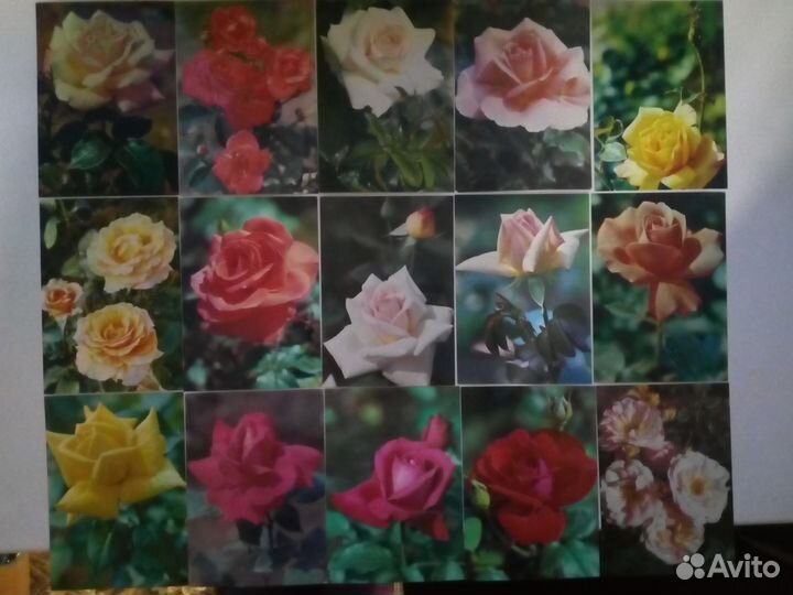 Открытки СССР розы с указанием сорта