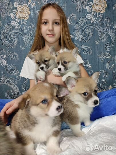 Вельш-корги пемброк