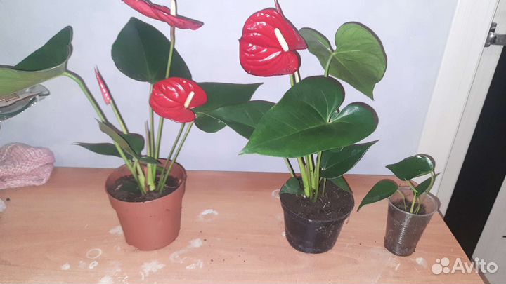 Антуриум микс