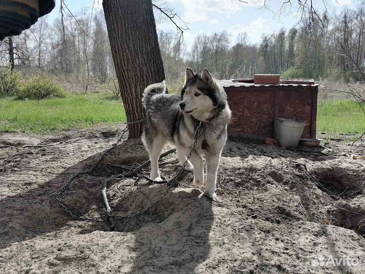 Сибирский хаски