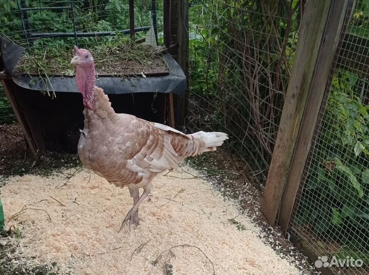 Индюки семья