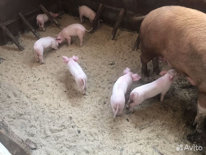 Поросята