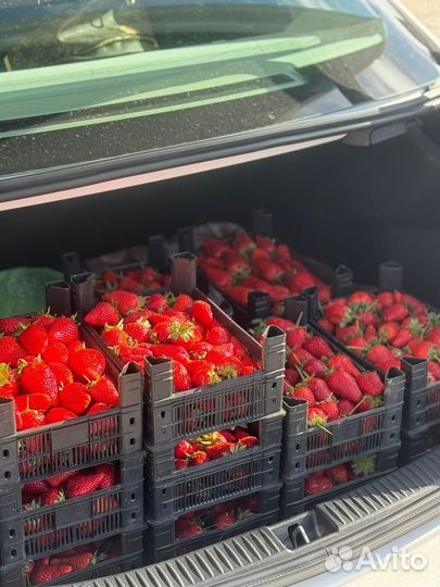 Клубника свежая, бесплатная доставка