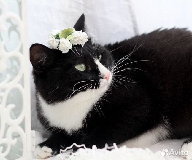 Принцесса ищет семью.Кошка