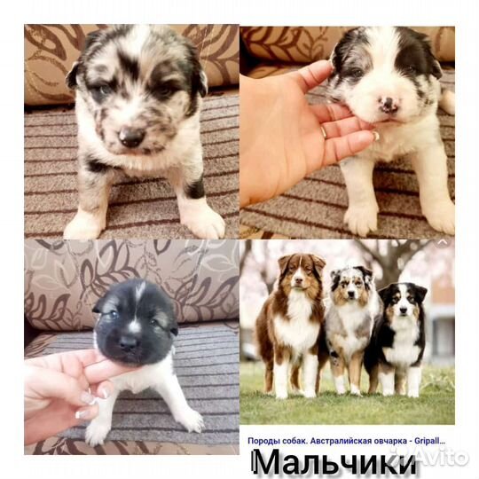 Австралийская овчарка