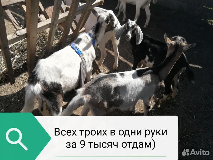 Коза нубийская