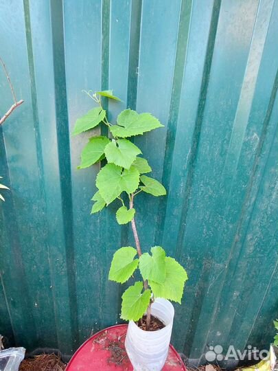 Садовые кустарники с зкс