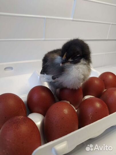 Инкубационное яйцо