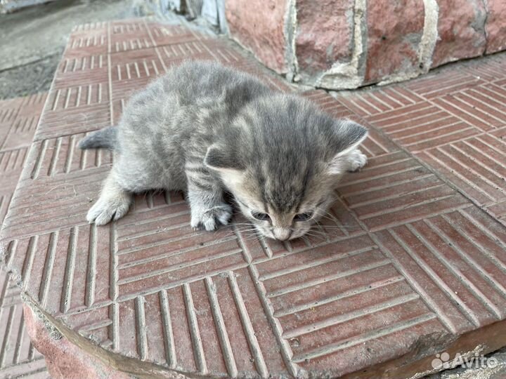 Кошки бесплатно