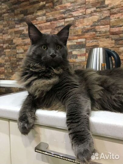 Мейн-кун вязка