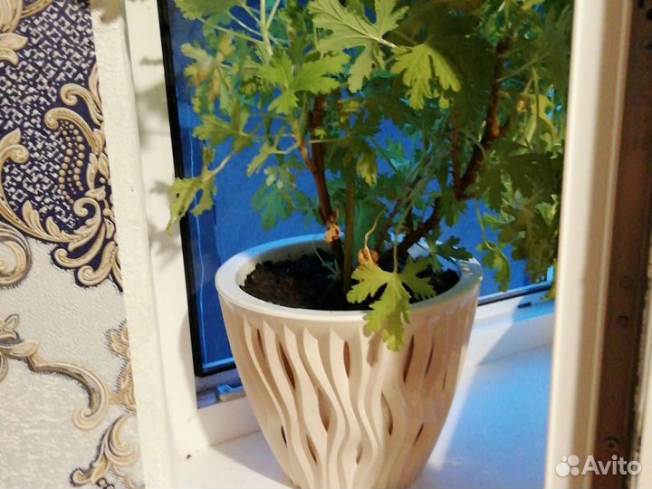 Цветок *лимонник пахучий*