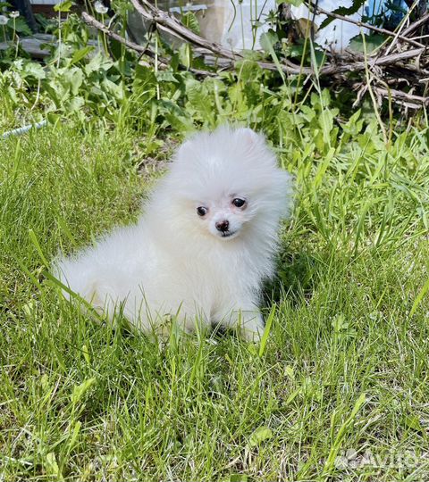 Шпиц померанский девочка микро размера