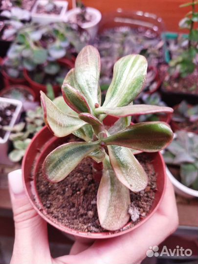 Крассула Hummel’s Ghost Корея