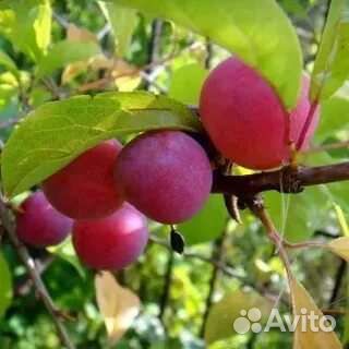 Саженцы Крыжовник, смородина, слива