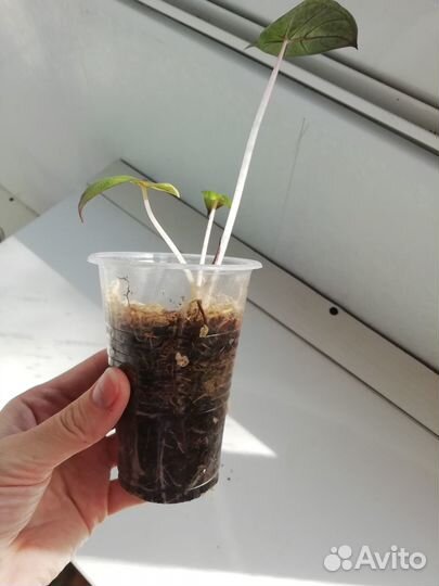 Алоказия Принцесса Юкатан детка