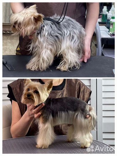 Груминг(стрижка собак и кошек)