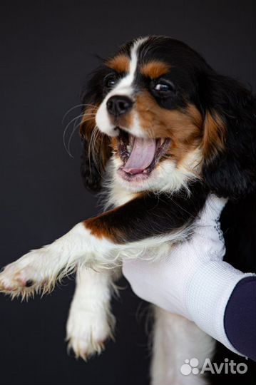 Девочка триколор