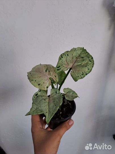 Сингониум серый призрак