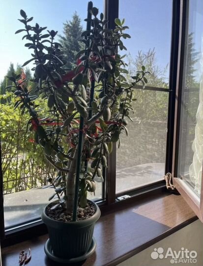 Комнатные растения