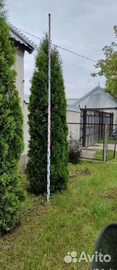 Туя Колумна