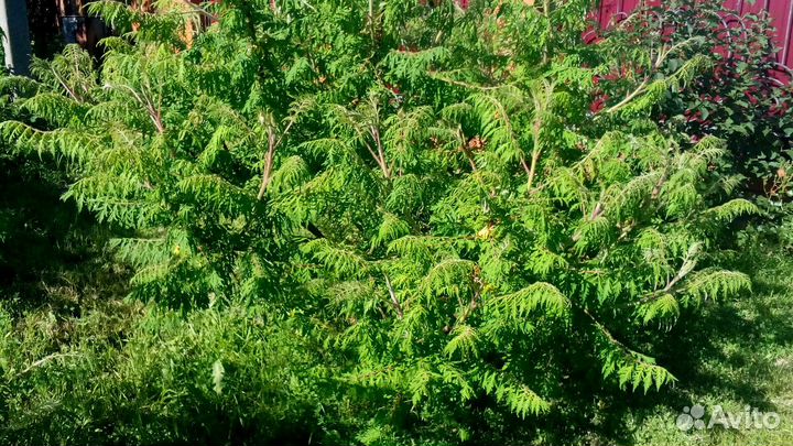 Сумах Оленерогий (северная пальма )