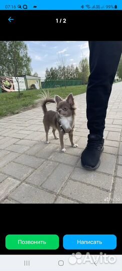 Щенок чихуахуа