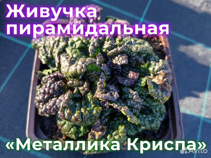 Живучка Саженцы от питомника Оптом