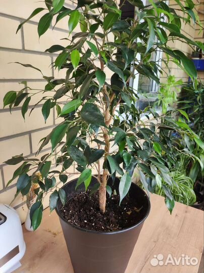 Фикус бенджамина