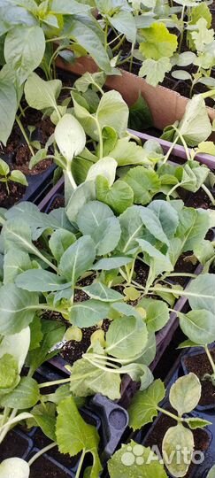 Саженцы, рассада, цветы