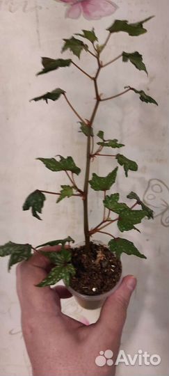 Бегония каудексная