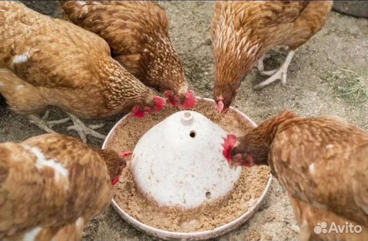 Бройлер,Куры несушки, молодка