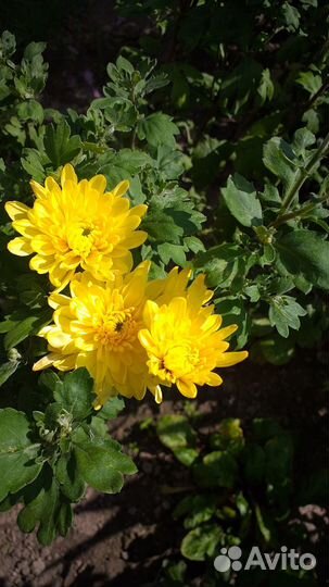 Хризантемы