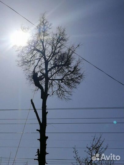 Спил,валка деревьев