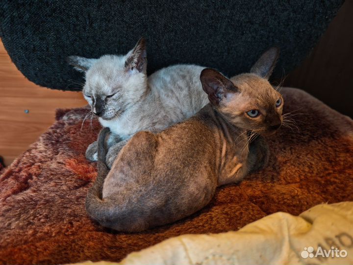 Котята сфинкс браш