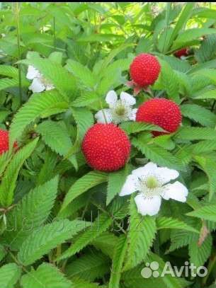 Саженцы мал