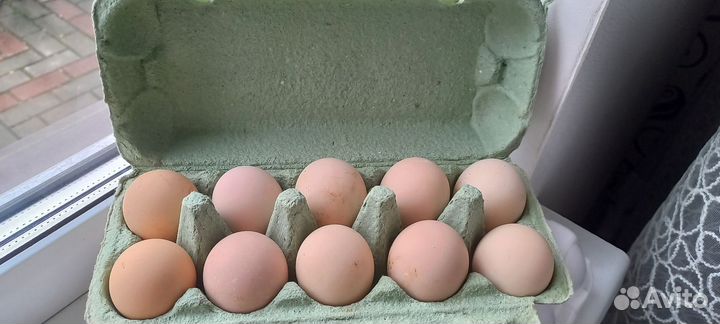 Инкубационное яйцо Адлерская Серебристая