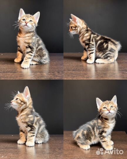 Котята курильского бобтейла кш и пдш