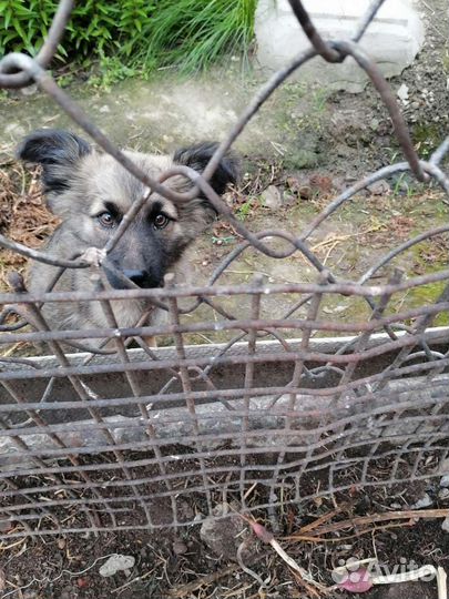 Кто потерял свою собачку