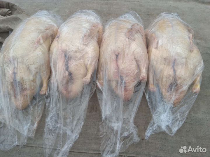 Гусь,мулард,утка,индоутка,перепелка