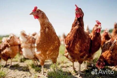 Куры несушки с доставкой