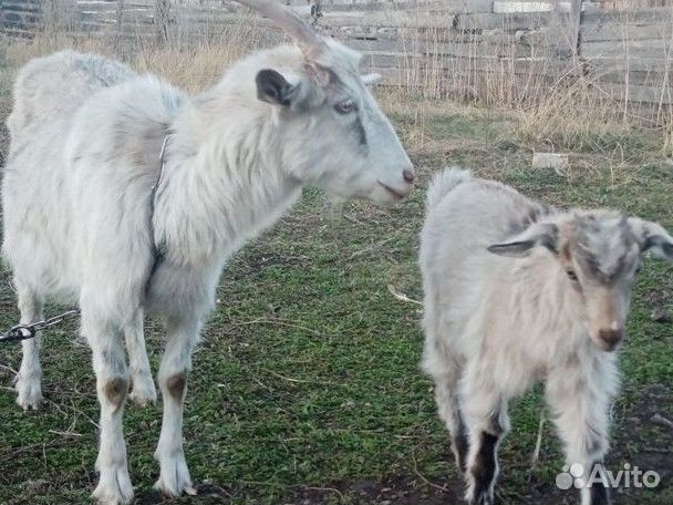 Коза Дойная с дочкой