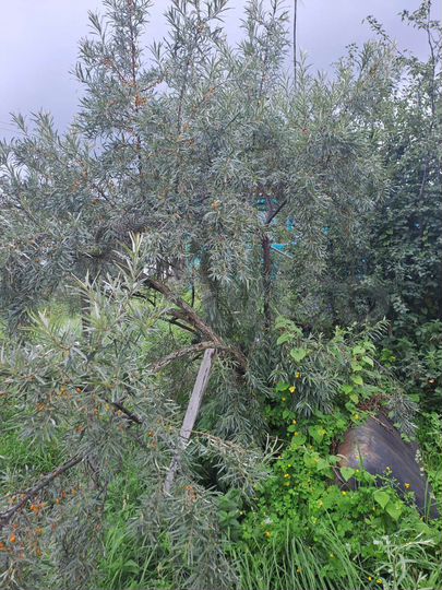 Дом 60 м² на участке 20,5 сот.